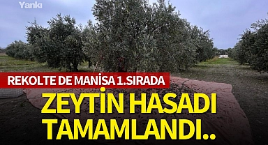 Zeytin hasadı tamamlandı..Rekolte de Manisa 1.sırada