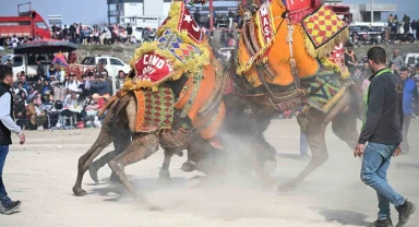 10. Salihli Deve Güreşleri Festivali yapıldı