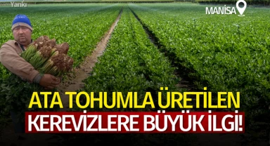 Ata tohumla üretilen kerevizlere büyük ilgi!