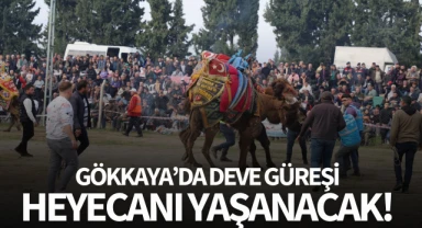 Gökkaya'da deve güreşi heyecanı yaşanacak