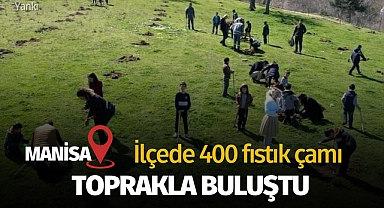 İlçede 400 fıstık çamı toprakla buluştu