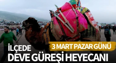 İlçede deve güreşi heyecanı yaşanacak