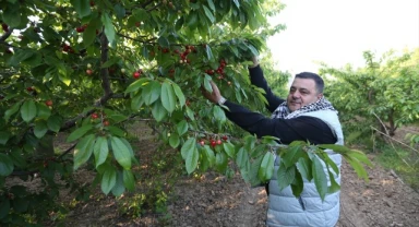 Erkenci kiraz üretim merkezi Manisa'da sezonun ilk hasadı yapıldı