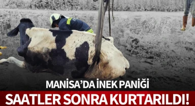 Manisa'da inek paniği: Saatler sonra kurtarıldı!