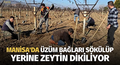 Manisa'da üzüm bağları sökülüp yerine zeytin dikiliyor