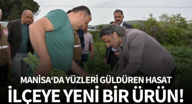 Manisa'da yüzleri güldüren hasat!