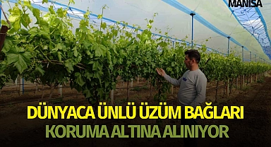 Manisa'nın dünyaca ünlü üzüm bağları koruma altına alınıyor!