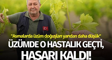 Üzümde o hastalık geçti, hasarı kaldı