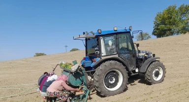 Selendi'de tütün dikimleri başladı