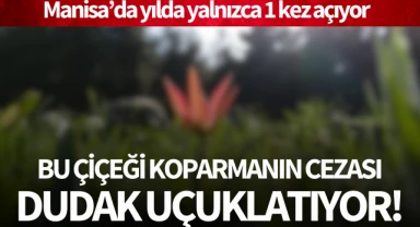 Yılda yalnızca bir kez açıyor: Koparmanın cezası ise dudak uçuklatıyor!