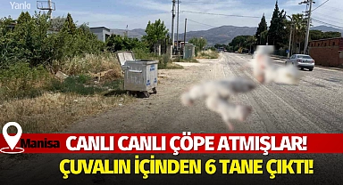 Çöp konteynerine atmışlar! Çuvalın içinden 6 tane çıktı..