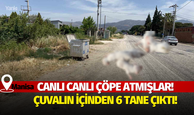 Çöp konteynerine atmışlar! Çuvalın içinden 6 tane çıktı..