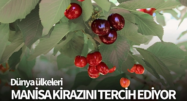 Dünya ülkeleri Manisa kirazını tercih ediyor