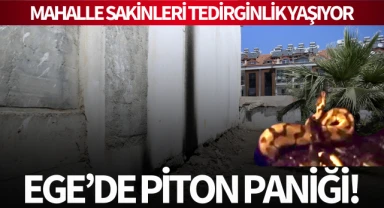 Ege'de piton paniği! Mahalleli tedirginlik yaşıyor