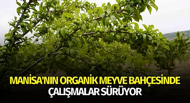 Manisa'nın organik meyve bahçesinde çalışmalar sürüyor