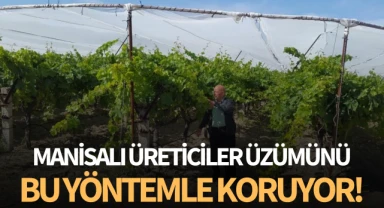 Manisalı üreticiler üzümünü böyle koruyor!