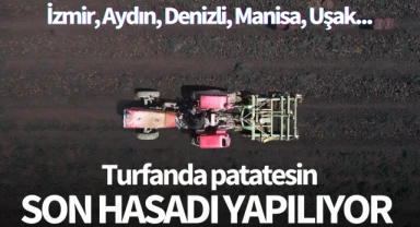 Turfanda patatesin son hasadı yapılıyor