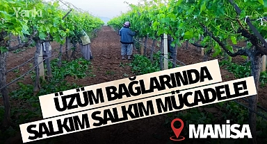 Üzüm bağlarında salkım salkım mücadele!