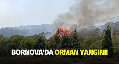 Bornova'da orman yangını!