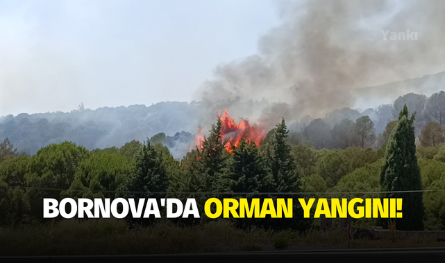 Bornova'da orman yangını!