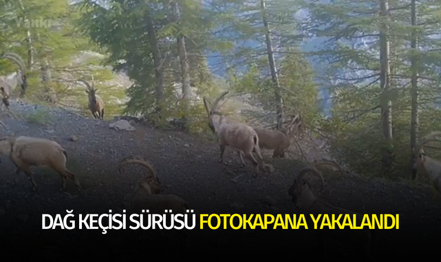 Dağ keçisi sürüsü fotokapana yakalandı