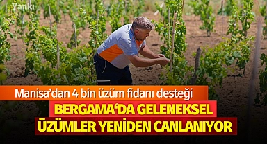 Geleneksel üzümler yeniden canlanıyor