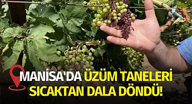 Manisa'da üzüm taneleri sıcaktan dala döndü!