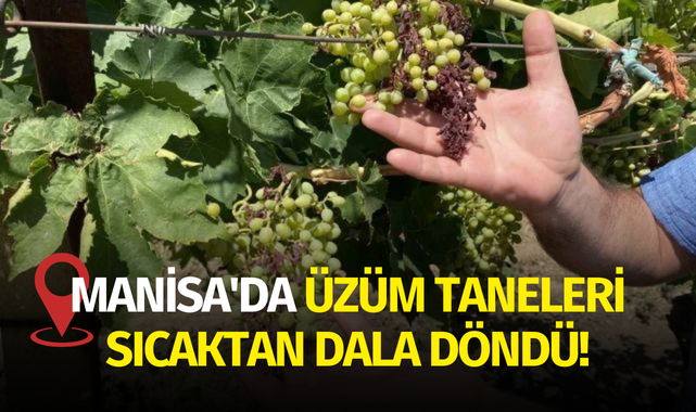 Manisa'da üzüm taneleri sıcaktan dala döndü!