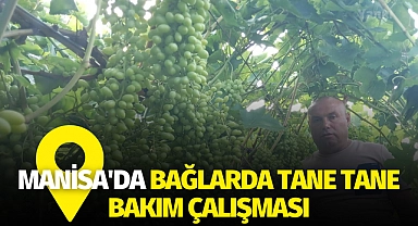 Manisa'da bağlarda tane tane bakım çalışması