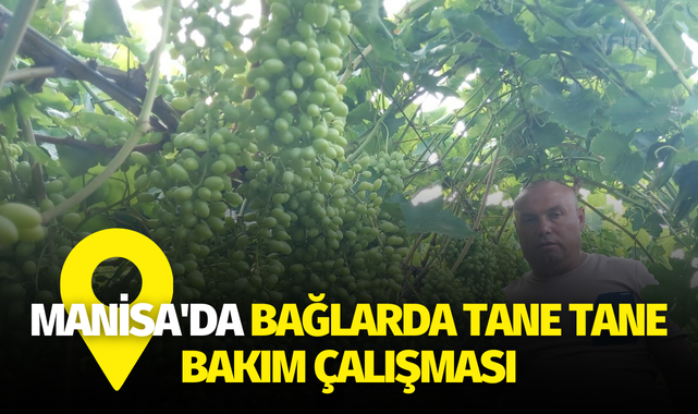 Manisa'da bağlarda tane tane bakım çalışması