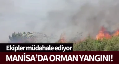 Manisa'da orman yangını!