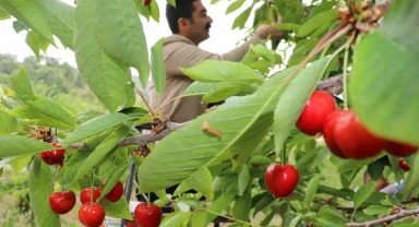 Manisa'da kiraz hasadı devam ediyor