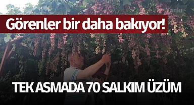 Görenler bir daha bakıyor! Tek asmada 70 salkım üzüm