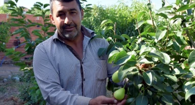 Turgutlu'da yetişiyor! O ürünün hasadı başladı