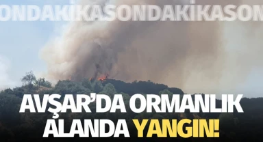 Avşar'da ormanlık alanda yangın!