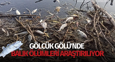 Gölcük Gölü'nde balık ölümleri araştırılıyor