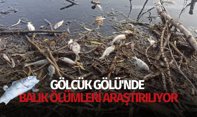 Gölcük Gölü'nde balık ölümleri araştırılıyor