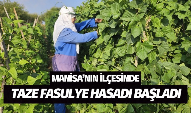 İlçede taze fasulye hasadı başladı