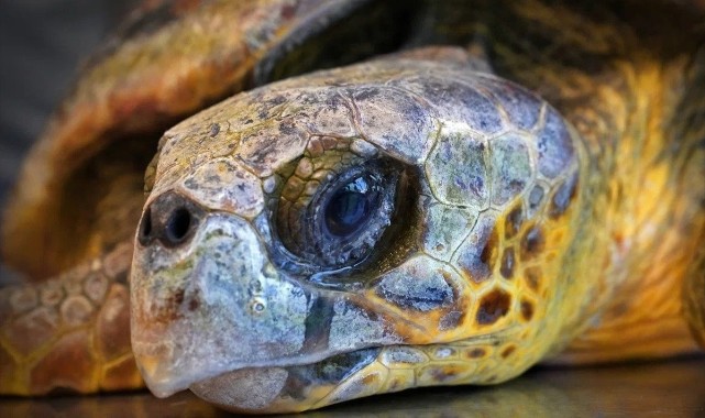 İzmir'de kıyıya vuran caretta caretta tedavi altına alındı