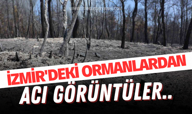 İzmir'deki ormanlardan acı görüntüler