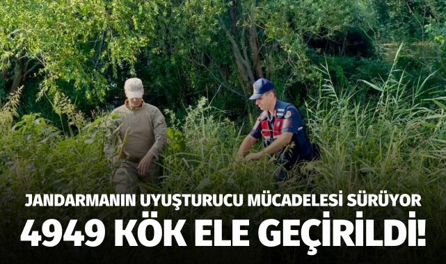 Jandarmanın uyuşturucu mücadelesi sürüyor: 4949 kök ele geçirildi!