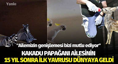 Kakadu papağanı ailesinin 15 yıl sonra ilk yavrusu dünyaya geldi