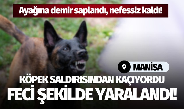 Köpek saldırısından kaçıyordu: Feci şekilde yaralandı!