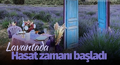 Lavantada hasat zamanı başladı