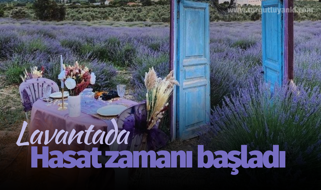 Lavantada hasat zamanı başladı