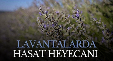 Lavantalarda hasat heyecanı 