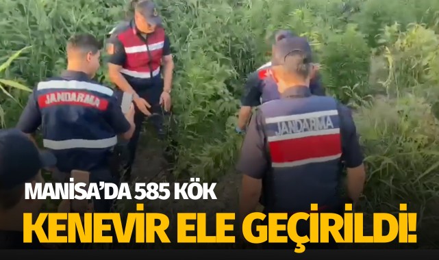 Manisa'da 585 kök kenevir ele geçirildi!