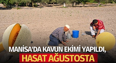 Manisa'da kavun ekimi yapıldı, hasat ağustosta