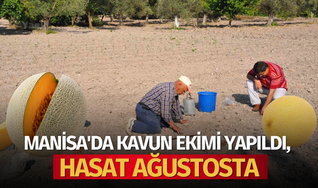 Manisa'da kavun ekimi yapıldı, hasat ağustosta