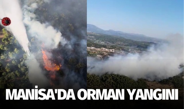 Manisa'da orman yangını